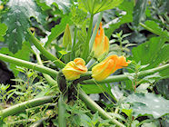 Agriturismo: zucchine in fiore